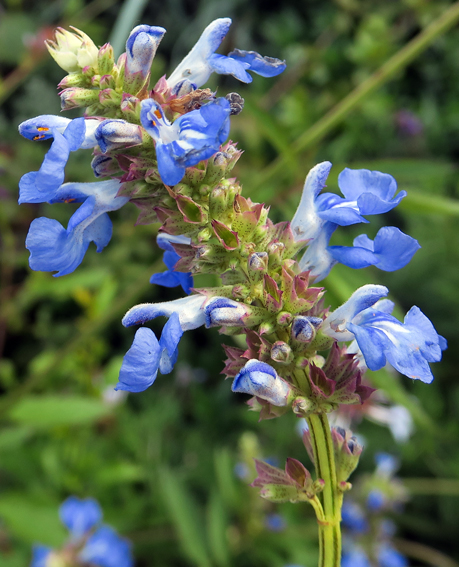 Salvia27