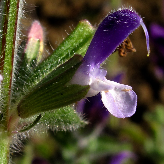 Salvia18