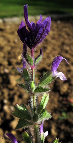 Salvia17