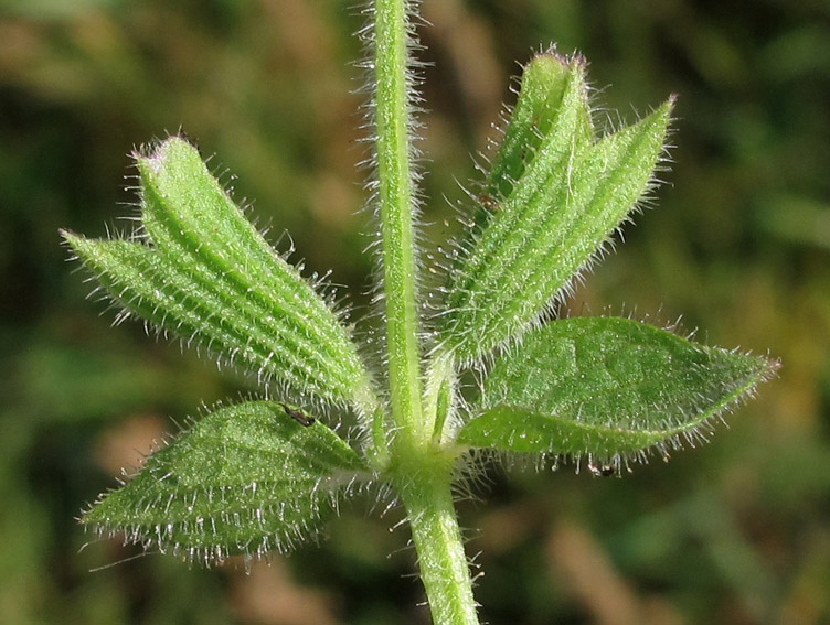 Salvia19