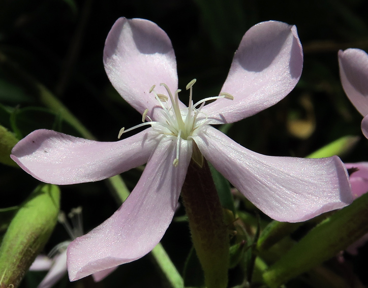 Saponaria3f