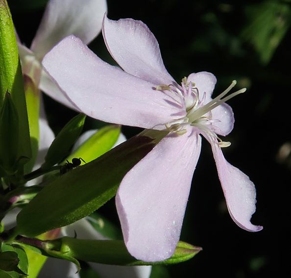 Saponaria3e