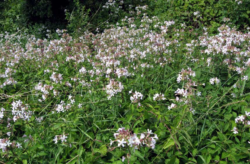 Saponaria1