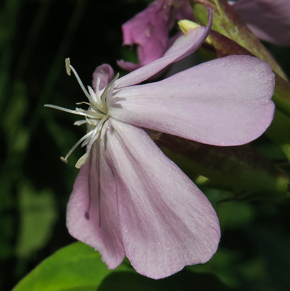 Saponaria3