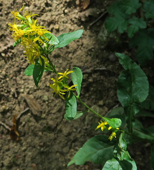 Solidago0