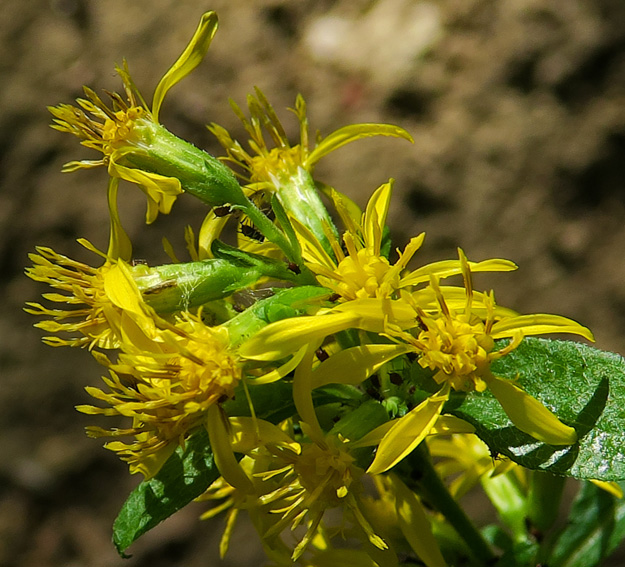 Verge d'or (Solidago spp.), une touffe de gerbes d'or : plantation,  entretien