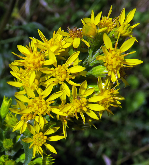 Solidago0b