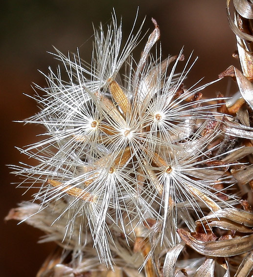 Solidago4