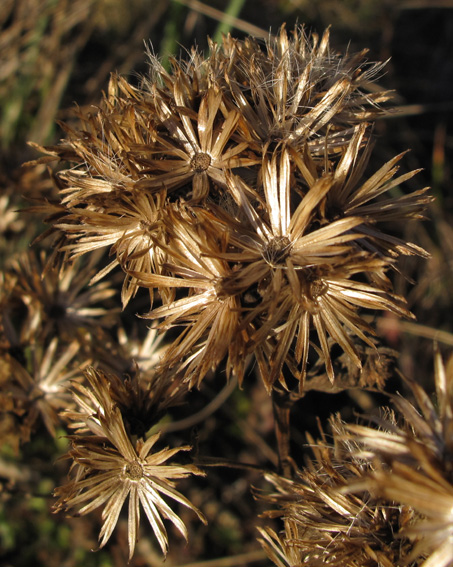 Solidago5a0