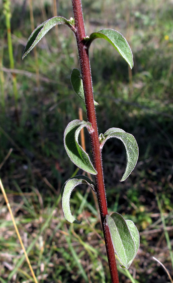 Solidago2