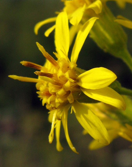 Solidago3