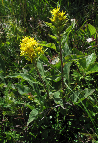 Solidago5a