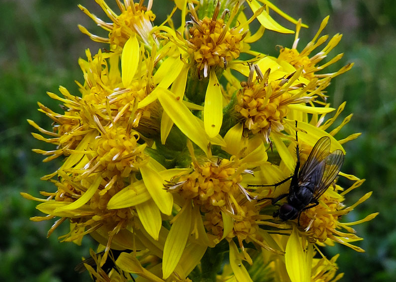 Solidago6a