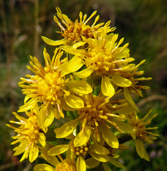 Solidago6