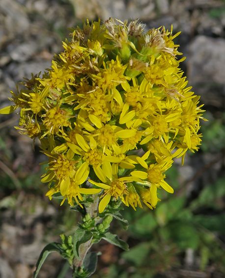 Solidago5a1