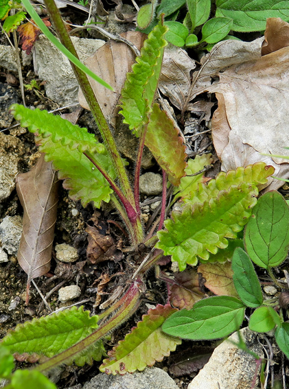 Stachys1a