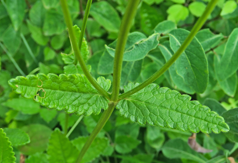 Stachys2