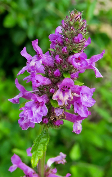 Stachys6