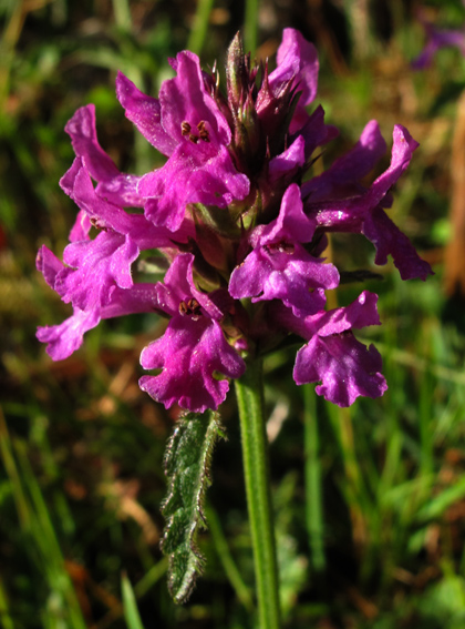 Stachys4