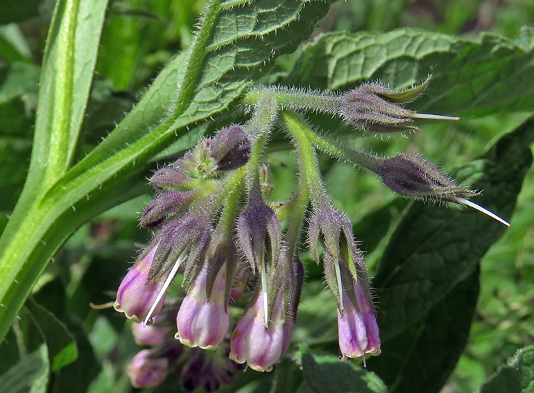 Symphytum2