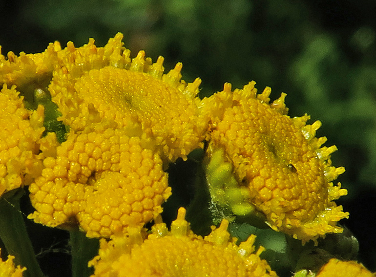 Tanacetum4