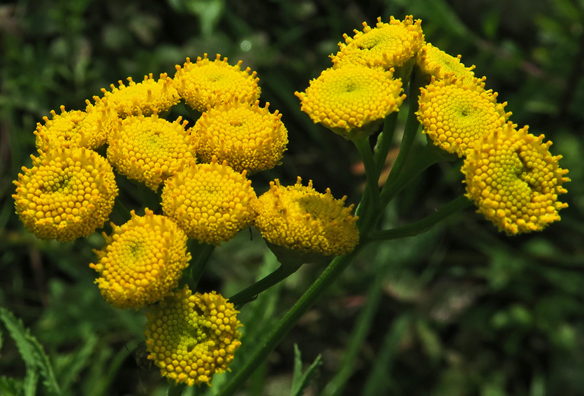 Tanacetum3