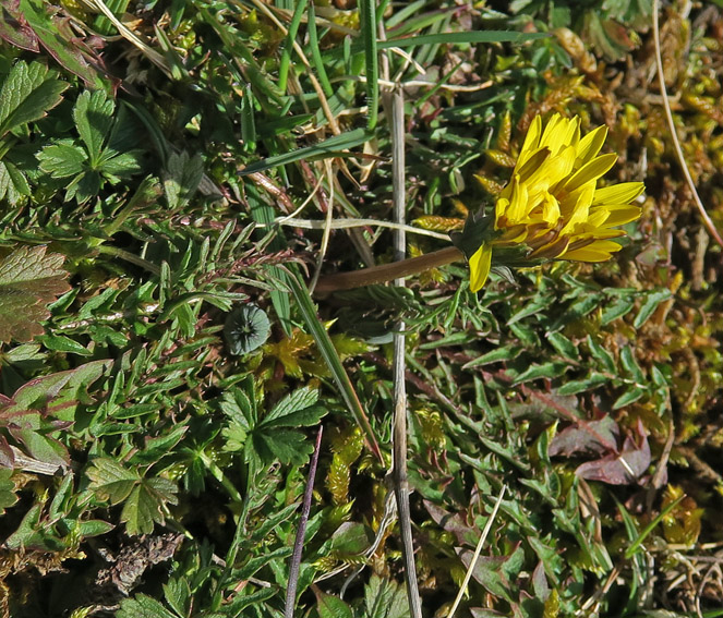 Taraxacum9