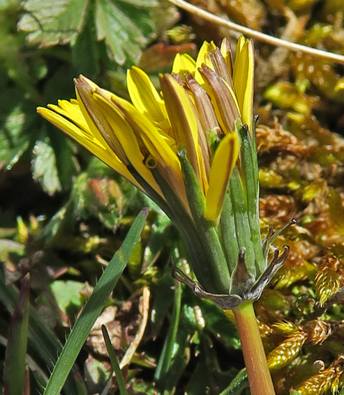 taraxacum12