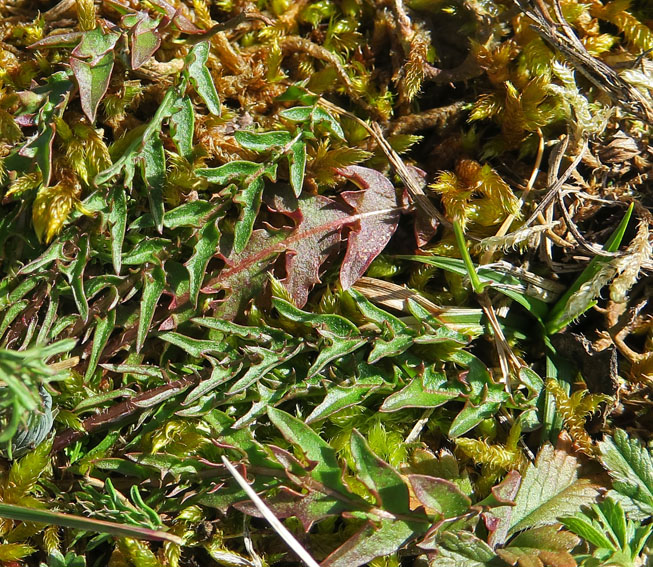 Taraxacum10