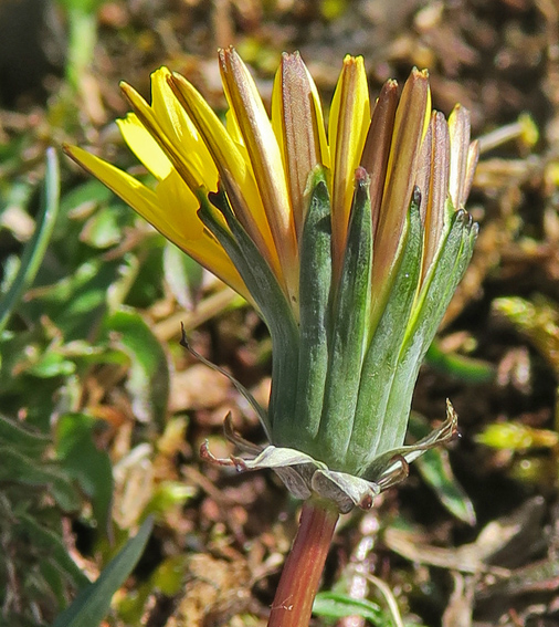 Taraxacum13