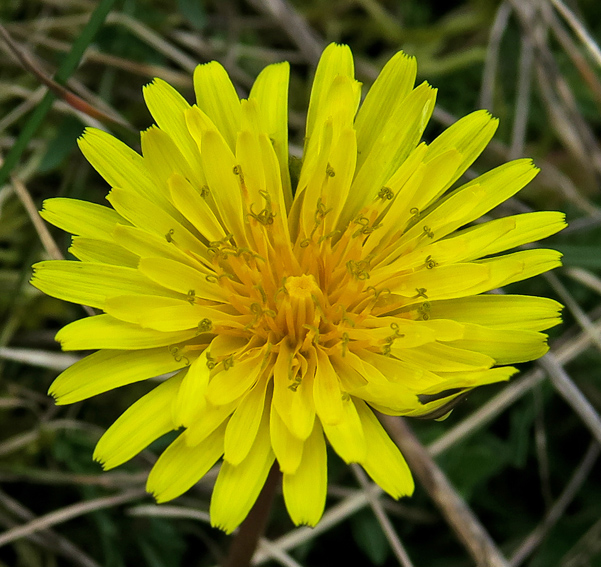 Taraxacum11