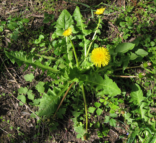 Taraxacum1