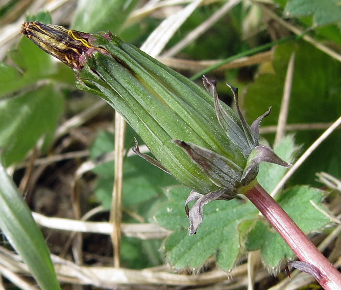 Taraxacum8