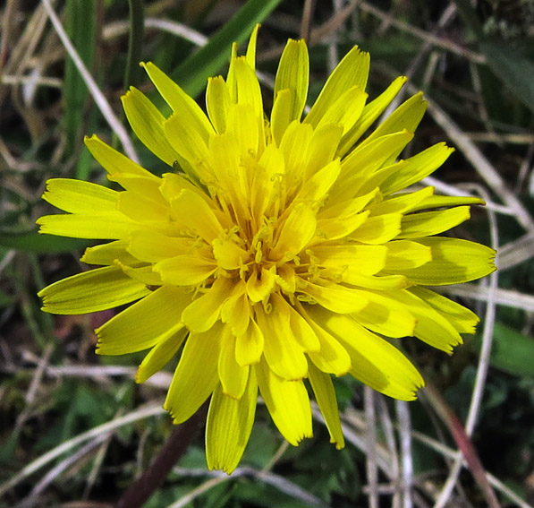 Taraxacum6