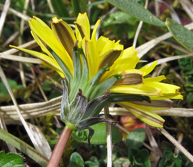 Taraxacum7