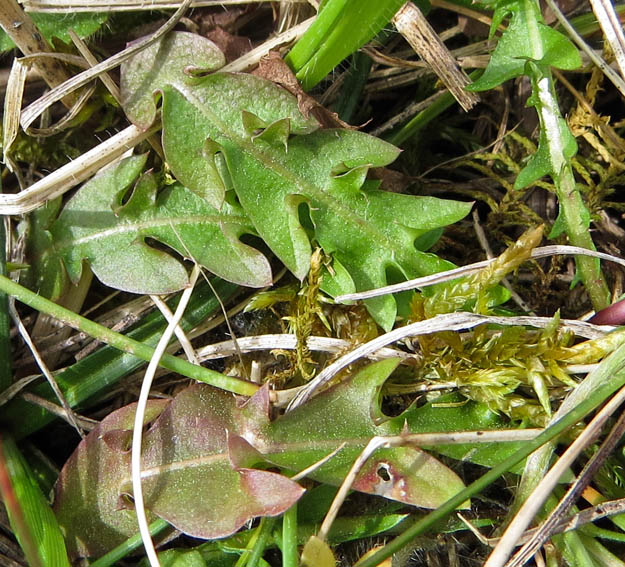 Taraxacum5