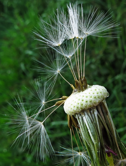 Taraxacum4a