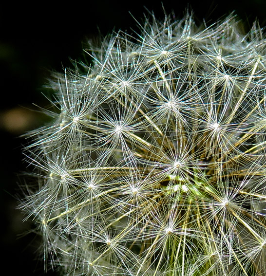 Taraxacum4