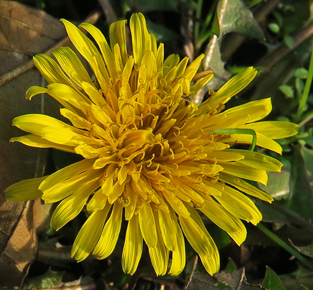 Taraxacum2