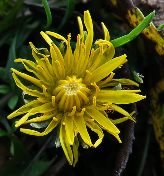 Taraxacum1a