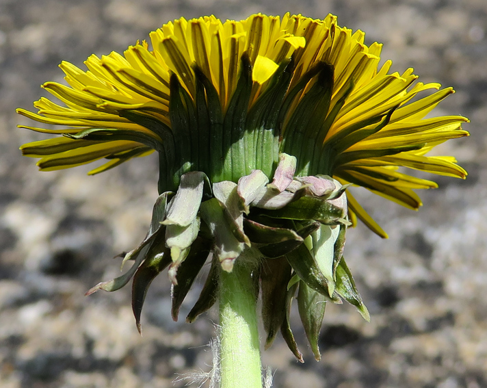 Taraxacum4b