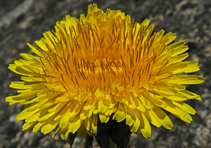 Taraxacum4c