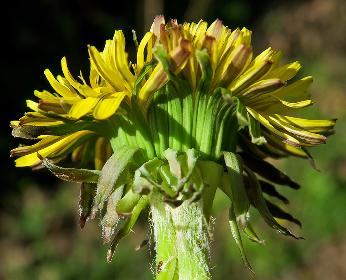 Taraxacum4d