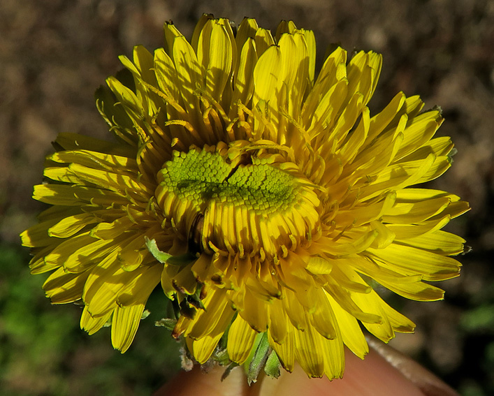 Taraxacum4e