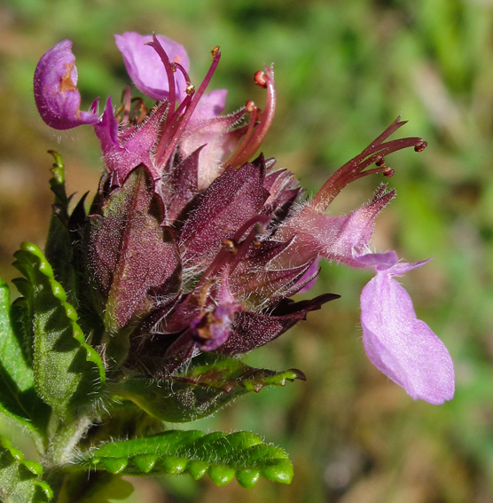 Teucrium4d