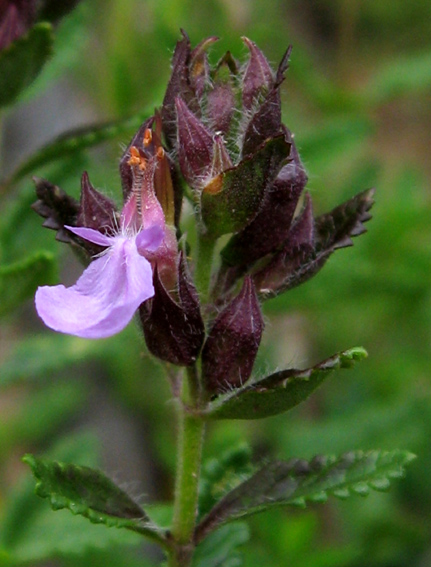 Teucrium4