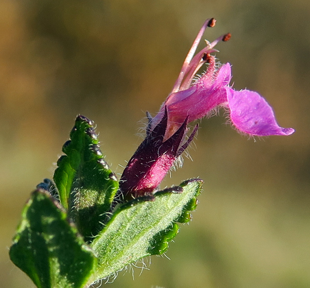 Teucrium4h