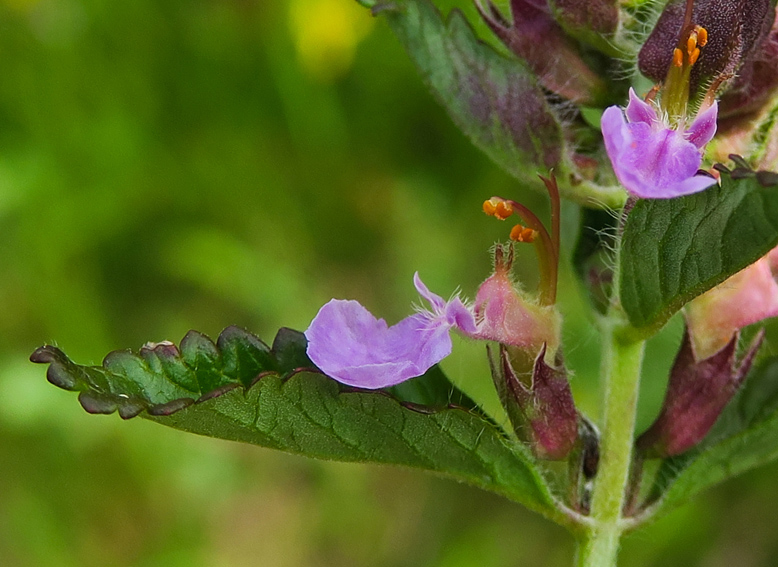 Teucrium3a