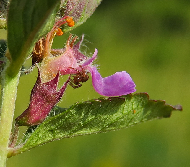 Teucrium4g