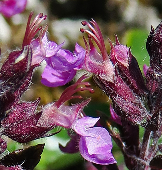 Teucrium4a